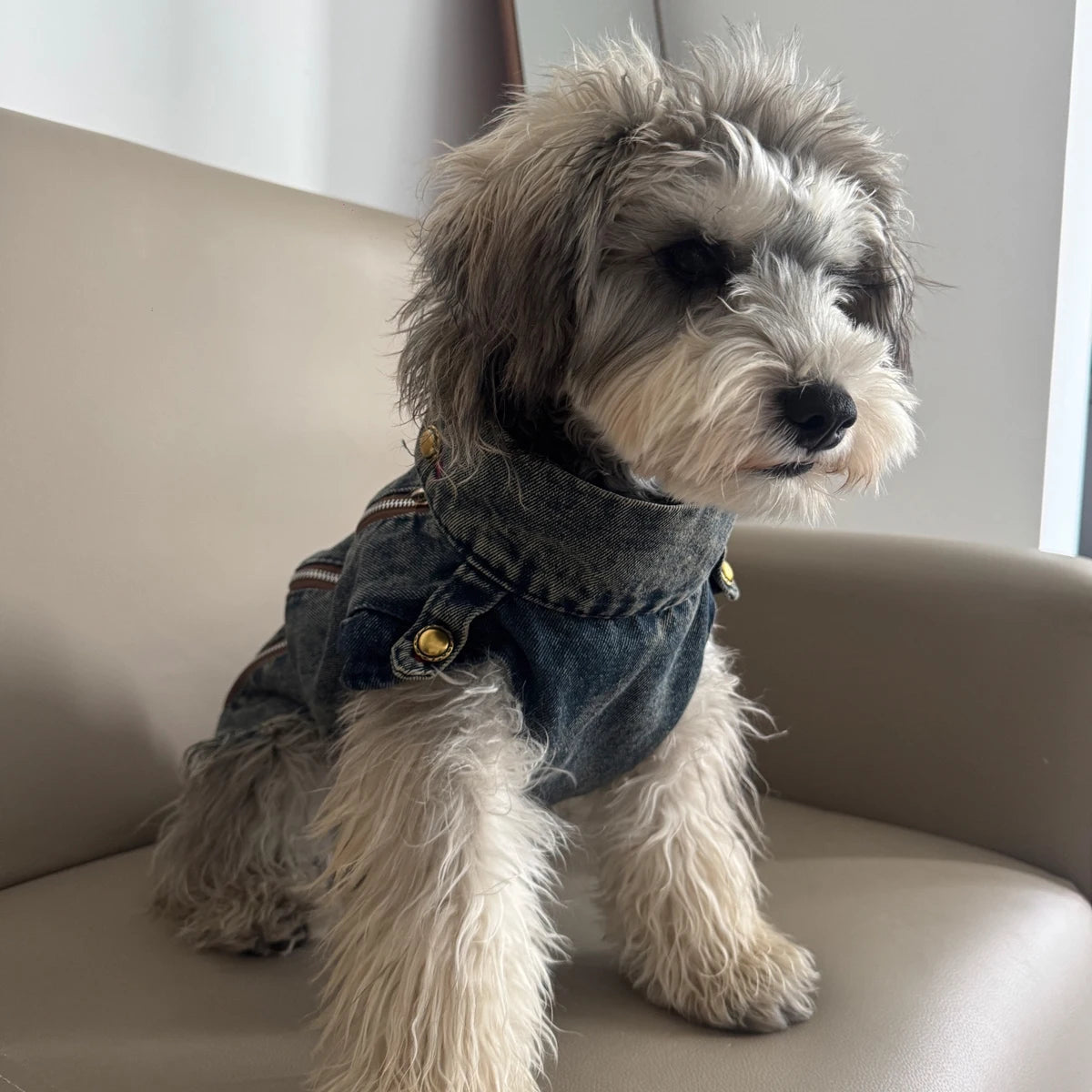 Spring Clothes for Small Medium Dogs Sleeveless Dog Shirt Cool Denim Vest Pet Jean small Dog For Cats Puppies