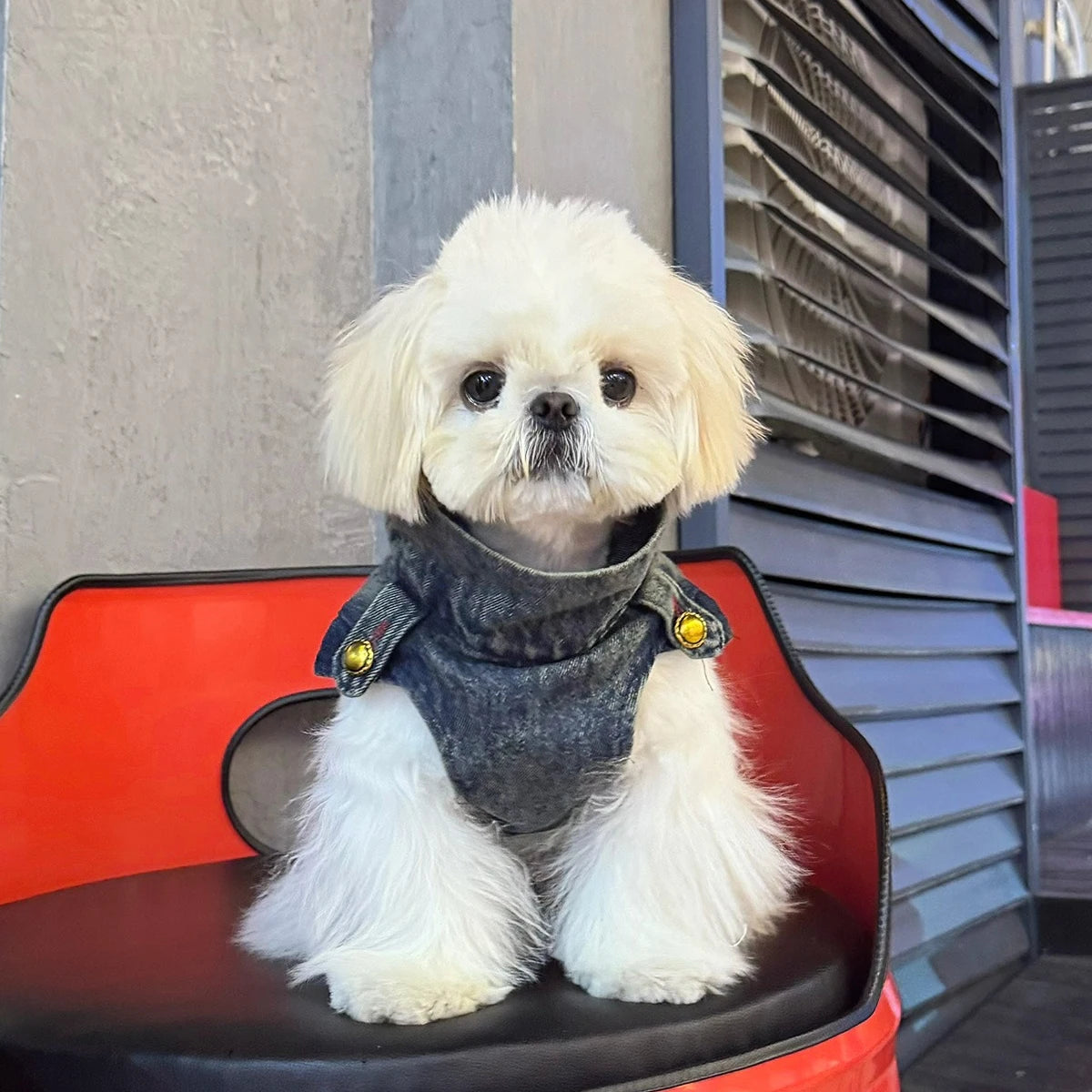 Spring Clothes for Small Medium Dogs Sleeveless Dog Shirt Cool Denim Vest Pet Jean small Dog For Cats Puppies