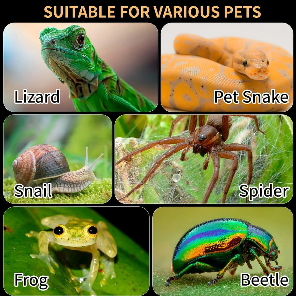 Transparent Acrylic Reptile Terrarium Breeding Box For Geckos Lizards Spiders And Insects Large Desktop Storage For Hobbyist